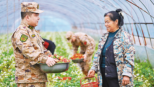 湖南省怀化市鹤城区人武部组织工作人员帮助种植户采摘草莓