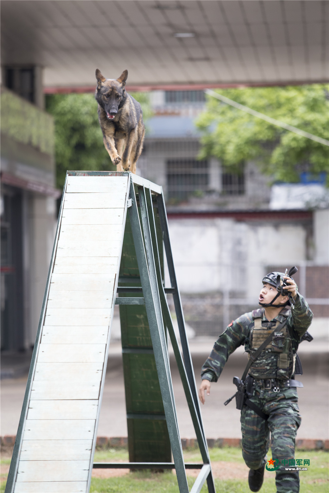昆明犬，中国警犬的骄傲，世界军犬中的潜力股！_品系