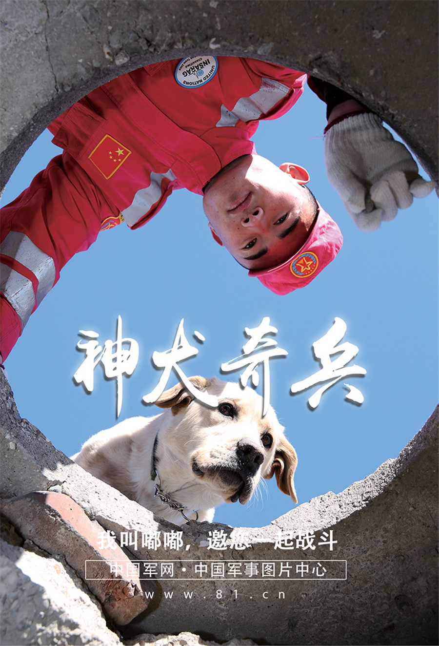 高清壁纸|新一年 和穿军装的汪星人一起战斗